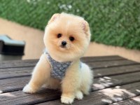 Oyuncak Surat Pomeranian Boo Bebekler