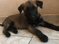 Safkan Irk Garantili Belçika Kurdu