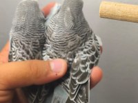 Jumbo Yavru Muhabbet Kuşları