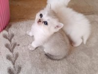 Kedimiz izmir içi elden teslim edilir