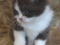 Show kalite british bicolor yavrular