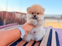 Ayı surat pomeranian