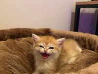 British Shorthair Erkek Yavru kedime yuva arıyorum