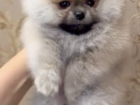 POMERANİAN BOO TEDDY BEAR ORANGE