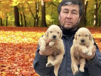 Golden çok sevimli yavrular ruhsatlı çiftlik