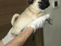 HAMBURGER SURATLI PUG / MOPS PUPPY