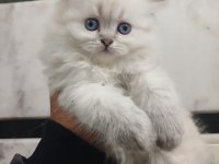 A KALİTE BRİTİSH YAVRULAR