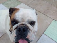 Dişi bulldog 2 yaşında ulaşın bana çok akıllı