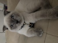 Scottish fold kedim oscar