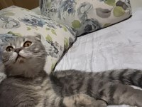Scottish Fold 7 Aylık Dişi