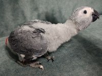 YERLİ ÜRETİM İRİ BOY JAKO PAPAĞANI
