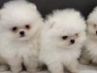 POMERANİAN BOO YAVRULARI