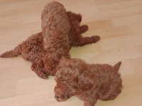 Korekan toy poodle bebekler için iletişim kurabilirsiniz