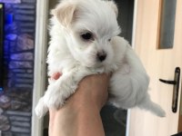 Orjinal kore maltese terrier