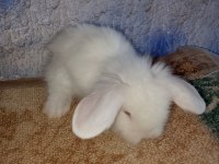 Hollanda teddy lop tavşan yavrular
