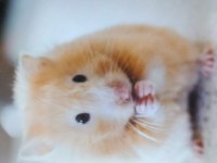 Yavru Suriye Hamsterlar