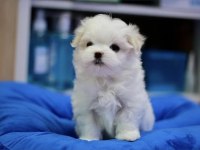Anne altından maltese bebekler