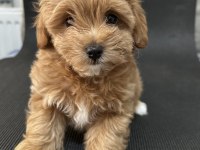 MALTİPOO KOYU APRİCOT F1B (F2) TÜY DÖKMEZ KOKU YOK