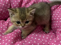 Ankara kaliteli british shorthair bebekler