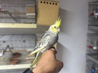 Full Evcil Sultan Papaganı Yavru