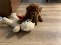 OYUNCU TOY POODLE