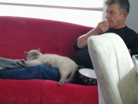 1 yaşında erkek british shorthair kısır değil