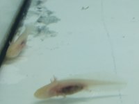 Axolotl 5 6 7 cm