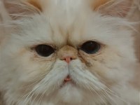 Dişi kedi arıyoruz
