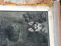Köpekler yeni yuvasını bekliyor