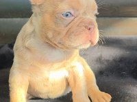 French bulldog dişi