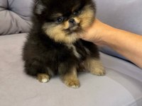Black tan dişi pomeranian boo farklılık arayanlara