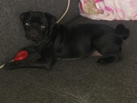 Acil sahip aranıyor pug