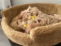 Teacup Maltipoo