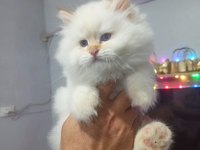 Harika Erkek İran Kedisi Bebeğimiz