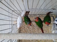 LUTİNO TAŞIYICI PARROTLAR