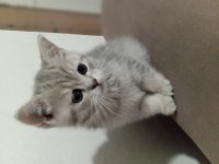 Yavru scottish fold kedimiz uyguna verilecek