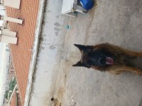 Ücretsiz Ankara içi sahiplenilecek alman çoban köpeği