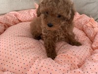 Toy Poodle Yavruları