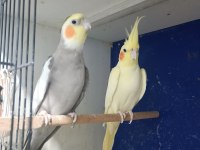 Grey Lutino Takım Sultan Papağanı