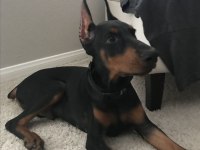 Eğitim ve bakım destekli doberman