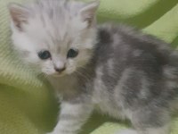 Scottish fold longhair