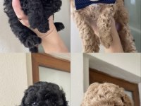 TOY POODLE YAVRULAR BANDIRMA