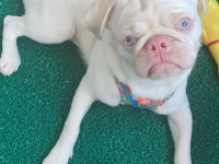 Beyaz albino 6 aylık karneli aşılı pug