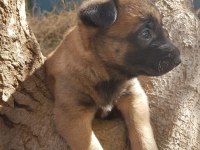 Belçika malinois YAVRULARIMIZ IRK GARANTİLİDİR