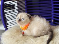 Scottish Fold Chocolate Point