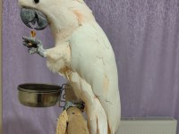 FULL EVCİL MOLUKAN KAKADU