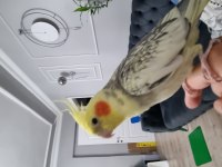 Erkek sultan papağanı 1 yaş