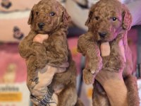DEV POODLE SEÇKİN YAVRULAR