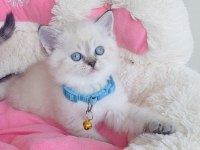 Maviş point british shorthair bebekleirm