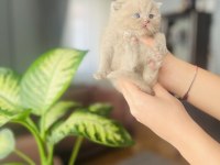 Nadir renk british shorthair yavrumuz